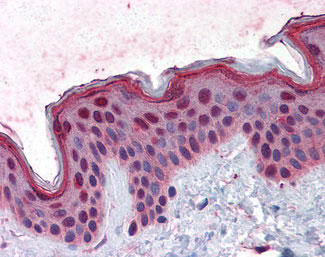IHC - FAM50A Antibody (clone 5F10) ALS13450